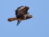 Maeusebussard (Buteo buteo) 19